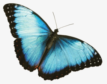 Mariposas Azul Rey Png - Blue Butterfly Transparent Background, Png Download, Transparent PNG