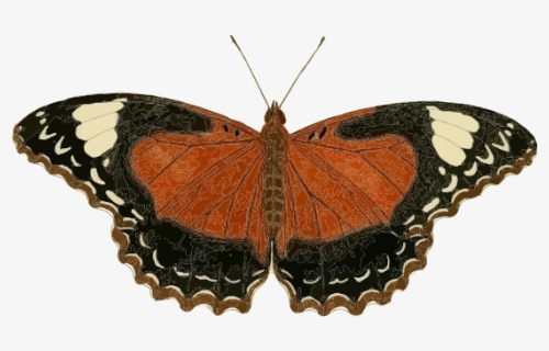 Cethosia Cydippe Butterfly Insect Borboleta Inseto - Mariposa Insecto Png, Transparent Png, Transparent PNG