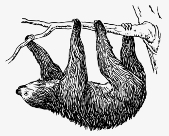 11 25 14 Uf Sloth - Sloth Black And White Clip Art, HD Png Download, Transparent PNG