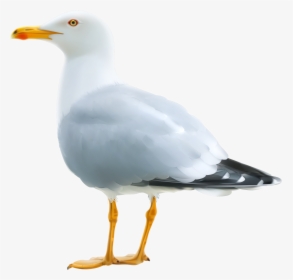 Seagull Png Clipart Image - Seagull Png, Transparent Png, Transparent PNG