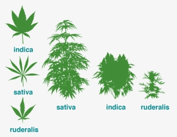 Leaf Types - Cannabis Plant, HD Png Download, Transparent PNG