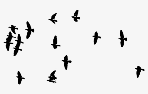 Silueta Aves Pajaros Freetoedit - Flock Of Birds Transparent, HD Png Download, Transparent PNG