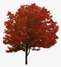 Tree Png Image - Maple Tree Transparent Background, Png Download, Transparent PNG