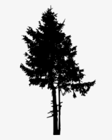 Pine Tree Png Free - Tree Silhouette Fall Transparent, Png Download, Transparent PNG