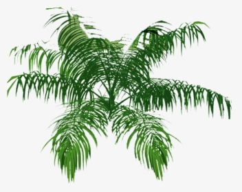Free Cropped Photos Architecture Entourage Autocad - Palm Tree Png Hd Plan, Transparent Png, Transparent PNG