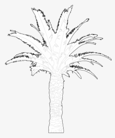 Palm Tree, HD Png Download, Transparent PNG