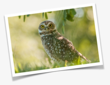 The Wise Young Owl Fable - Great Grey Owl, HD Png Download, Transparent PNG