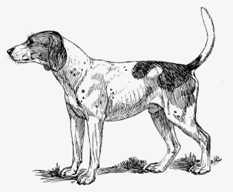 Basset Hound Bloodhound Beagle Dachshund Hound Dog - Hound Clipart, HD Png Download, Transparent PNG