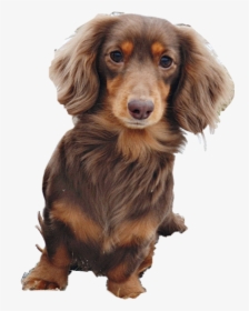 Wienerdog Dachshund Puppy Pupn Dog Freetoedit - Companion Dog, HD Png Download, Transparent PNG