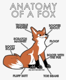 Anatomy Of A Fox Shirt, HD Png Download, Transparent PNG