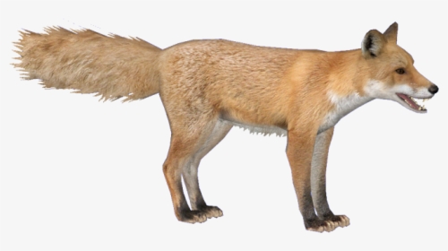 Foxred Hendrix - Zoo Tycoon 2 Fox, HD Png Download, Transparent PNG