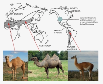 Evolution Of Camels And Llamas , Png Download - Geographical Evidence For Evolution, Transparent Png, Transparent PNG