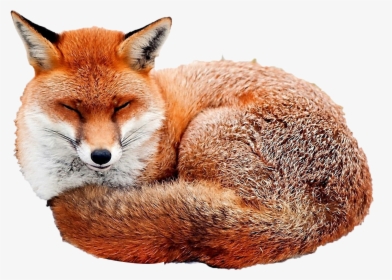 Red Fox Fox Curled Up, HD Png Download, Transparent PNG