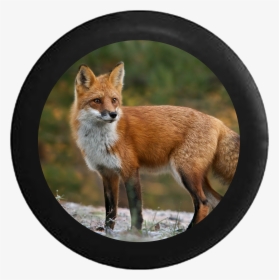 Jeep Wrangler Spare Tire Cover With Red Fox - Red Fox Pennsylvania, HD Png Download, Transparent PNG