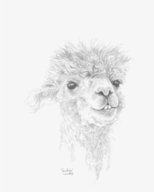 Sketch, HD Png Download, Transparent PNG