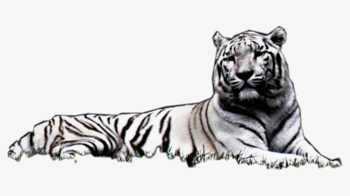 Transparent Laying Down Png - Siberian Tiger, Png Download, Transparent PNG