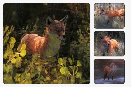 Thehunter Wikia - Hunter Call Of The Wild Red Fox, HD Png Download, Transparent PNG