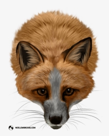 Pet Fox Cases - Domestic White Red Fox, HD Png Download, Transparent PNG