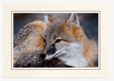 Red Fox - Swift Fox, HD Png Download, Transparent PNG