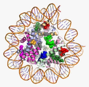 3d Model Of Proteins, HD Png Download, Transparent PNG