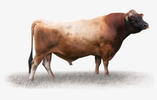Bull, HD Png Download, Transparent PNG