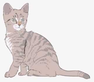 Australian Mist,wild Cat,carnivoran - Cat Drawing With Color, HD Png Download, Transparent PNG
