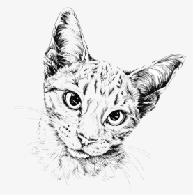 Cat Drawing Painting Illustration - Cat Drawing Transparent Background, HD Png Download, Transparent PNG