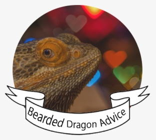 Bearded Dragons, HD Png Download, Transparent PNG
