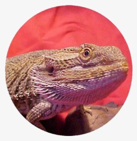 Bearded Dragon Care Info Pet Bearded Dragon Care & - Bearded Dragon Co Logo, HD Png Download, Transparent PNG