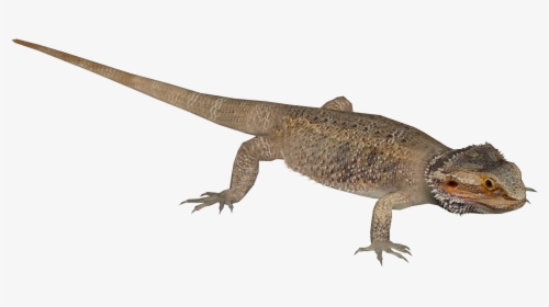Zt2 Bearded Dragon, HD Png Download, Transparent PNG