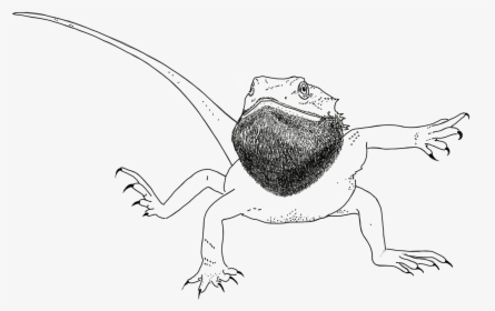 Bearded Dragon Colouring Pages  Free Colouring Pages