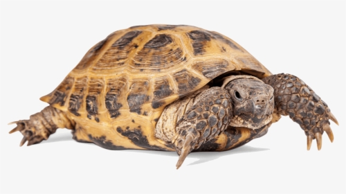 Russian Tortoise Png, Transparent Png, Transparent PNG