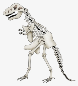 Brachiosaurus Clipart Skeleton - Cartoon Dinosaur Skeleton With Transparent Background, HD Png Download, Transparent PNG