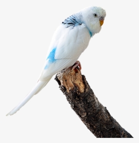 Image Cropped, Parakeet White, Budgie, Bird, Ave - Budgie Gif Transparent Background, HD Png Download, Transparent PNG