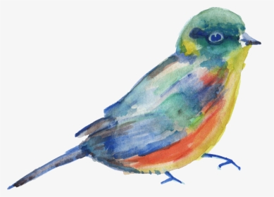 Bird Parrot Transparent Watercolor Watercolor Painting - Watercolor Bird Transparent Background, HD Png Download, Transparent PNG