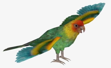 Transparent Parakeet Clipart - Hyacinth Macaw Png, Png Download, Transparent PNG