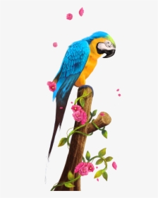 Parrot Nest Bird Clip Art, HD Png Download, Transparent PNG