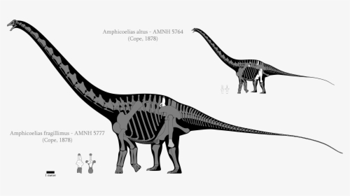 Brontosaurus Drawing Svg - Argentinosaurus Diplodocus, HD Png Download, Transparent PNG
