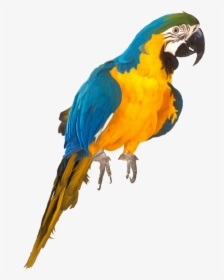 Oiseaux,birds Parrots, Clip Art, Birds, Parrot, Illustrations, - Parrot Psd, HD Png Download, Transparent PNG