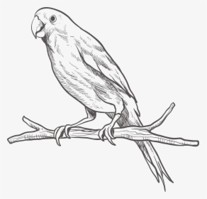 Parrot Bird Sketch On - Cute Sketch Of Parrot, HD Png Download, Transparent PNG