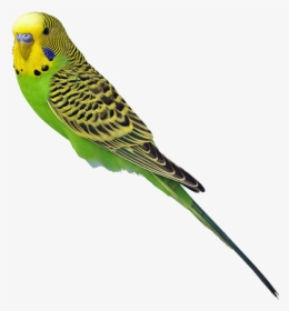 Parakeet - Transparent Parakeets Png, Png Download, Transparent PNG