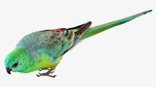 Bird, Parrot, Small, Green, Australian, Wildlife - Australian Parrot Png, Transparent Png, Transparent PNG