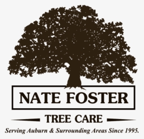 Nate Foster Tree Care - Toddy Oaks, HD Png Download, Transparent PNG