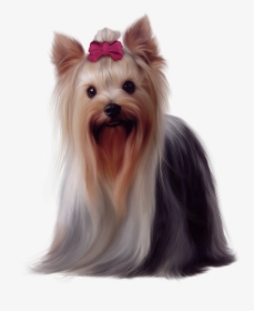 Yorkie Png 6 » Png Image - Golden Long Haired Dog, Transparent Png, Transparent PNG
