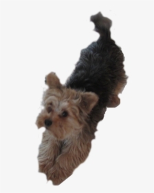 Yorkie Dog Pleading - Dogs Clipart Yorkie, HD Png Download, Transparent PNG