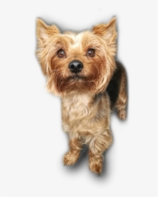 Australian Terrier - Puppy Yorkshire Terrier Png Transparent, Png Download, Transparent PNG