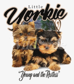 Little Yorkie Young & Restless - Cute Puppies, HD Png Download, Transparent PNG