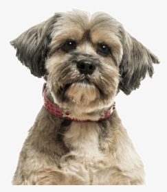 Yorkie Yorkshire Terrier Puppies - Lhasa Apso, HD Png Download, Transparent PNG