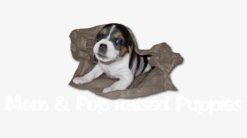 Mom & Pop Raised Puppies - Mom And Pop Raised Puppies, HD Png Download, Transparent PNG