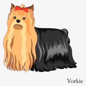 Transparent Yorkie Clipart - Australian Silky Terrier Vector, HD Png Download, Transparent PNG